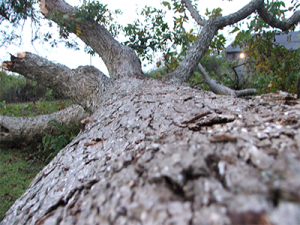 eaglehardwoodstree2